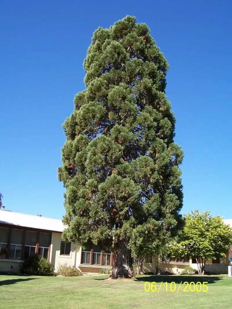 Sequoia
