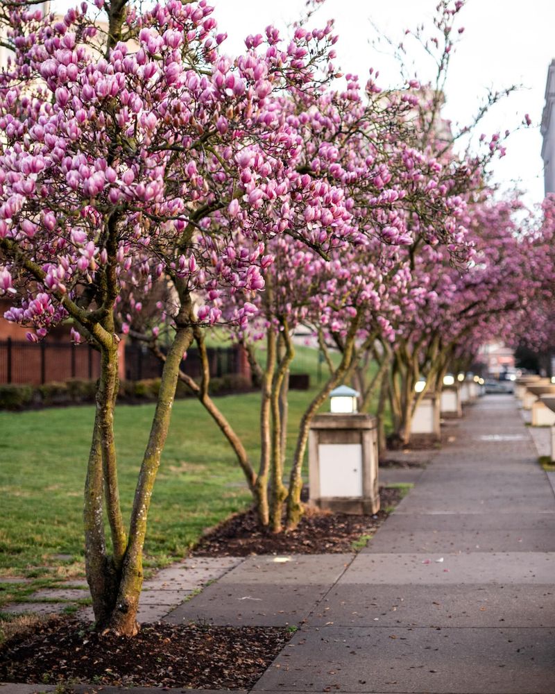 Magnolia Tree