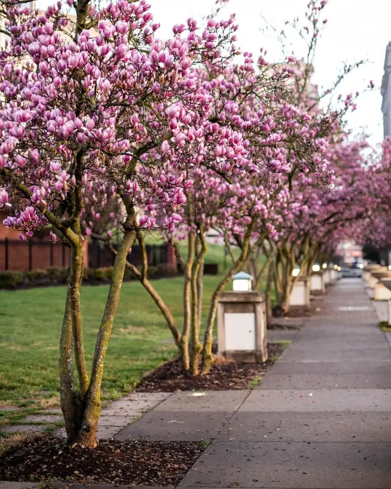 Magnolia Tree