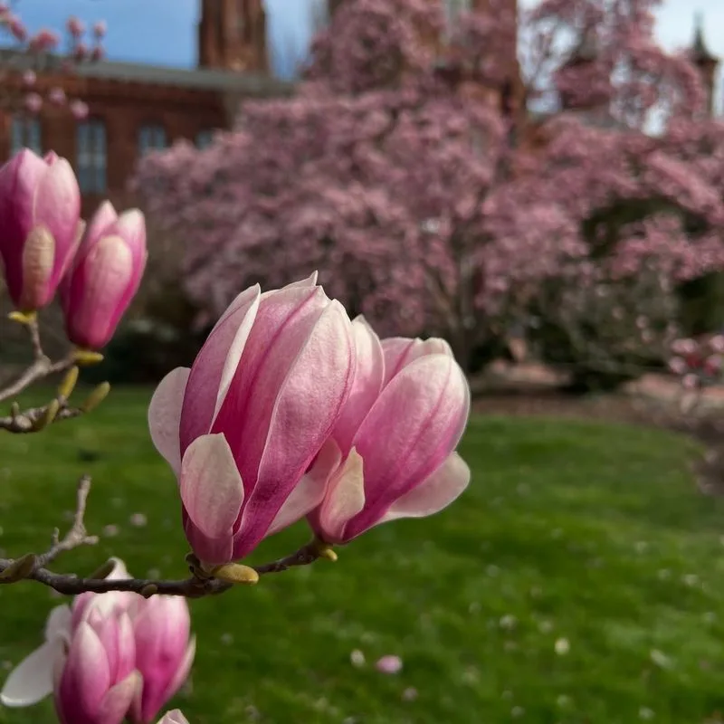 Magnolias