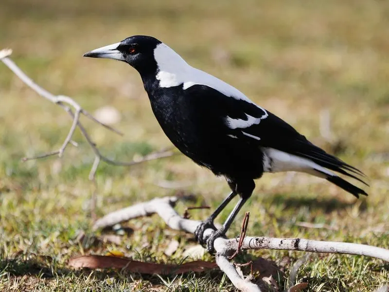 Magpie