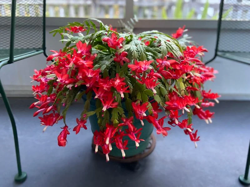 Try a Humidity Dome