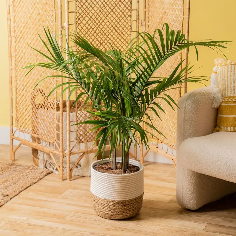 Majesty Palm