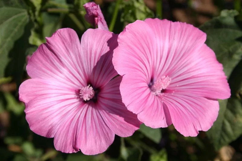 Mallow