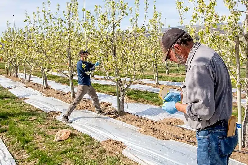 Using Reflective Mulch