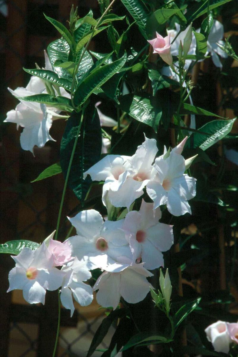 Mandevilla 'White Delight'