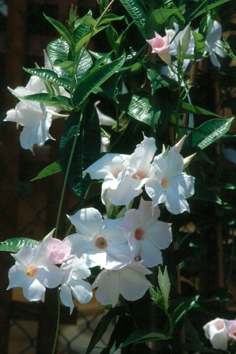Mandevilla 'White Delight'