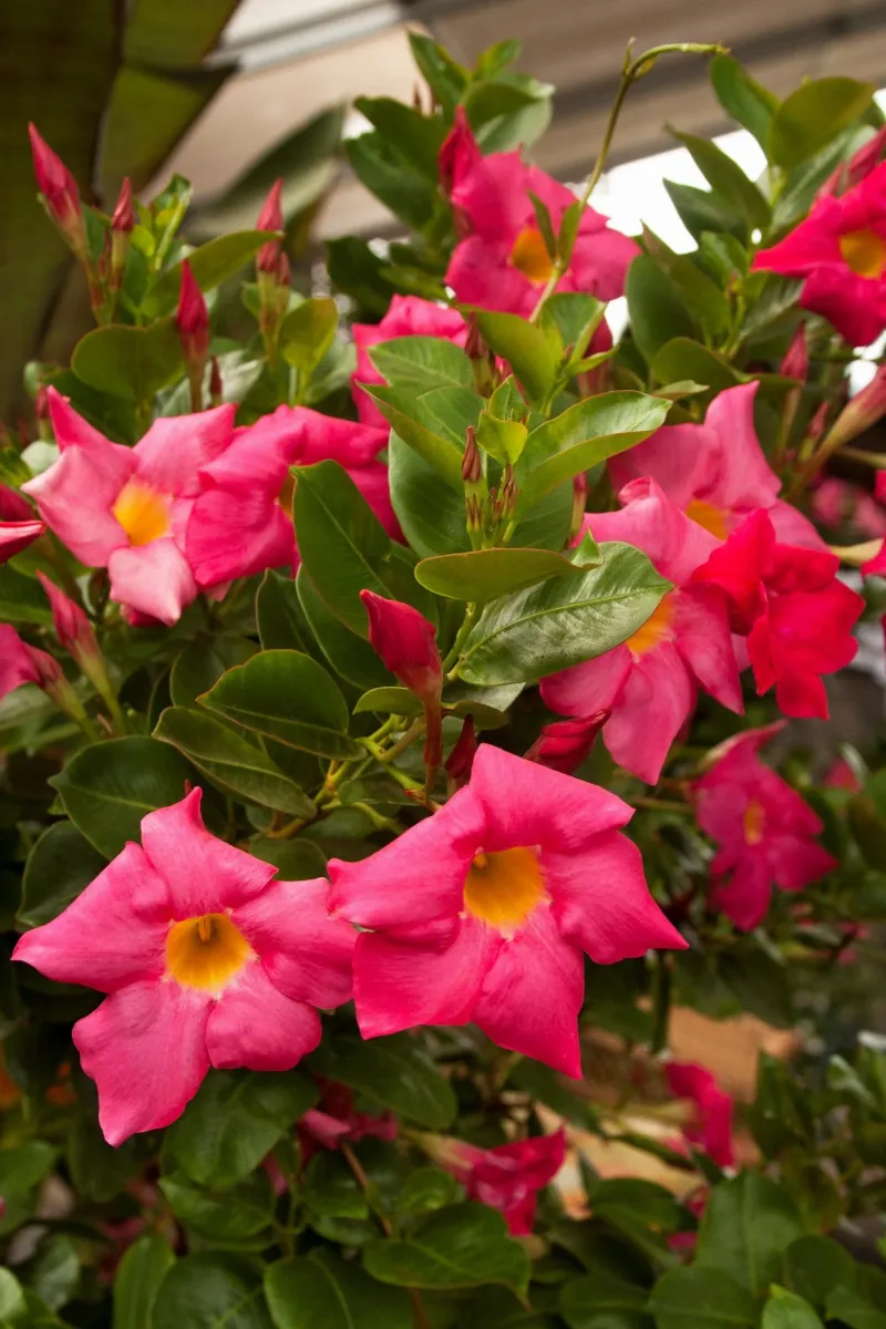 Mandevilla 'Red Riding Hood'