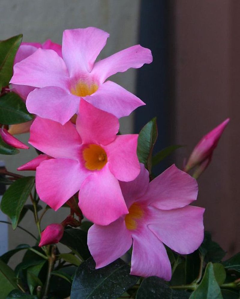 Mandevilla 'Cosmos Pink'