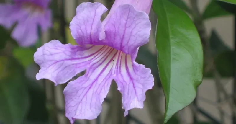 Mandevilla 'Lavender Dreams'