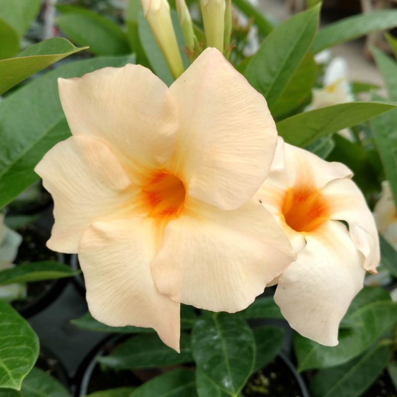 Mandevilla 'Apricot Sunset'