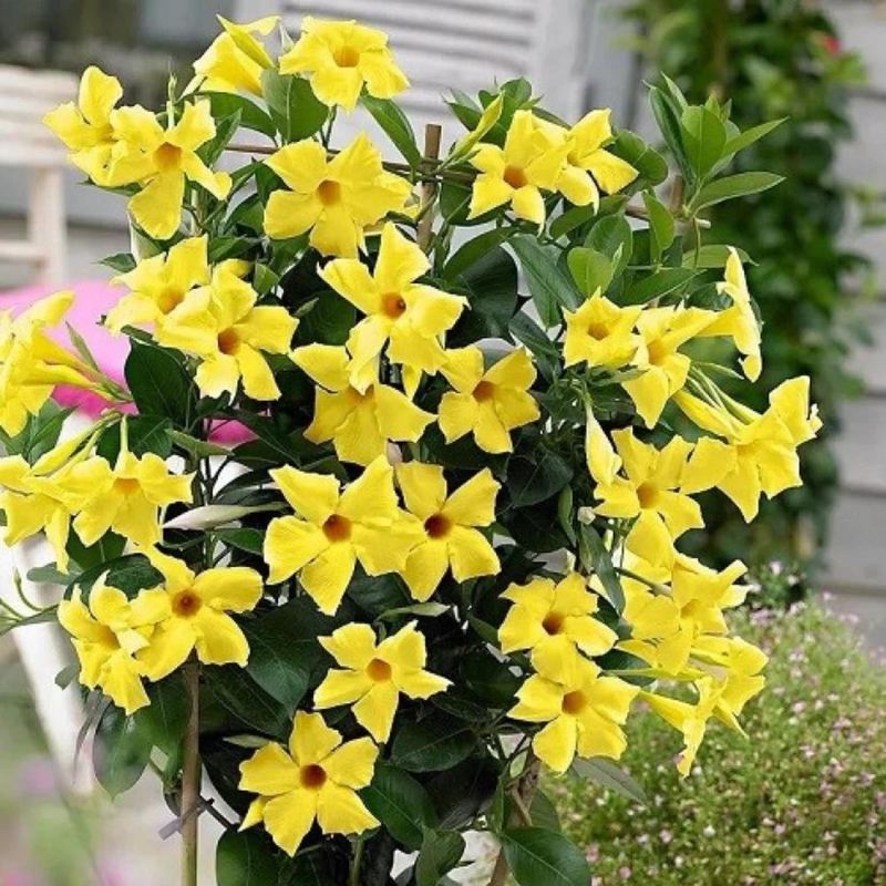 Mandevilla 'Yellow Jasmine'