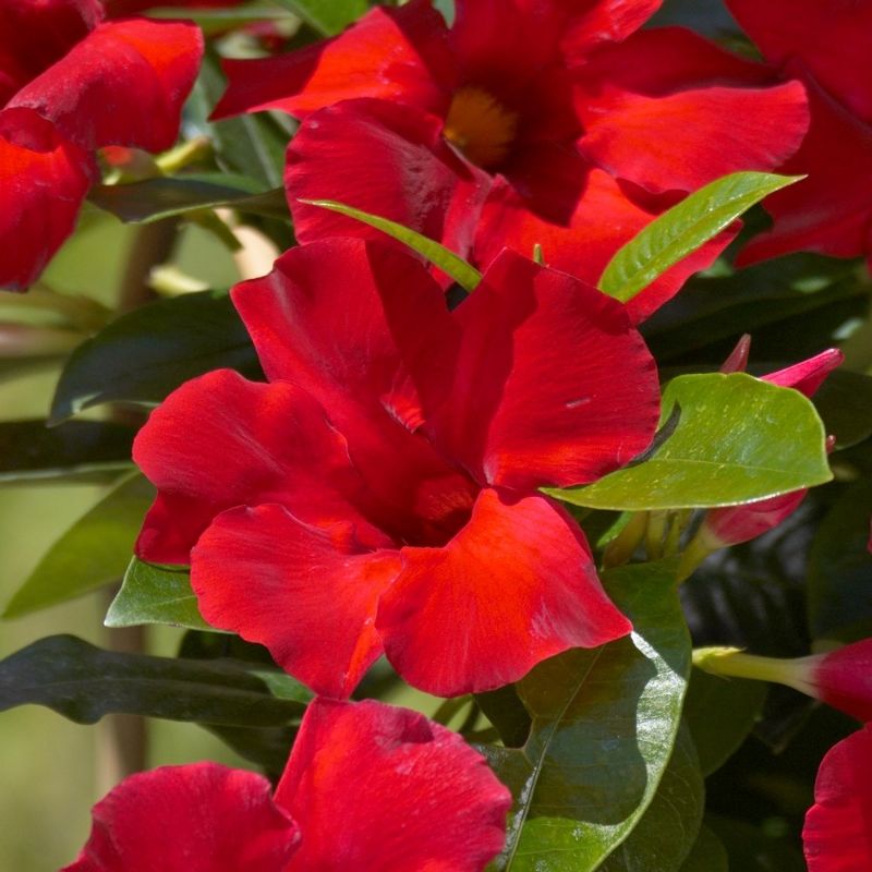 Mandevilla 'Sun Parasol'