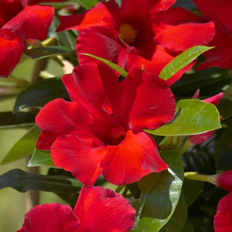 Mandevilla 'Sun Parasol'