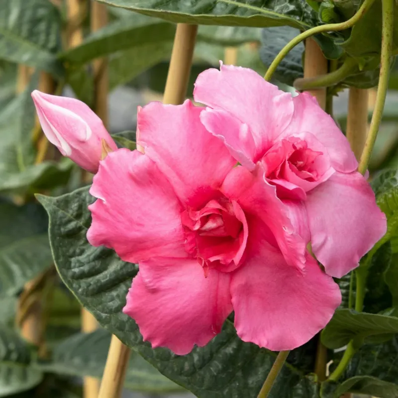 Mandevilla 'Pink Parfait'