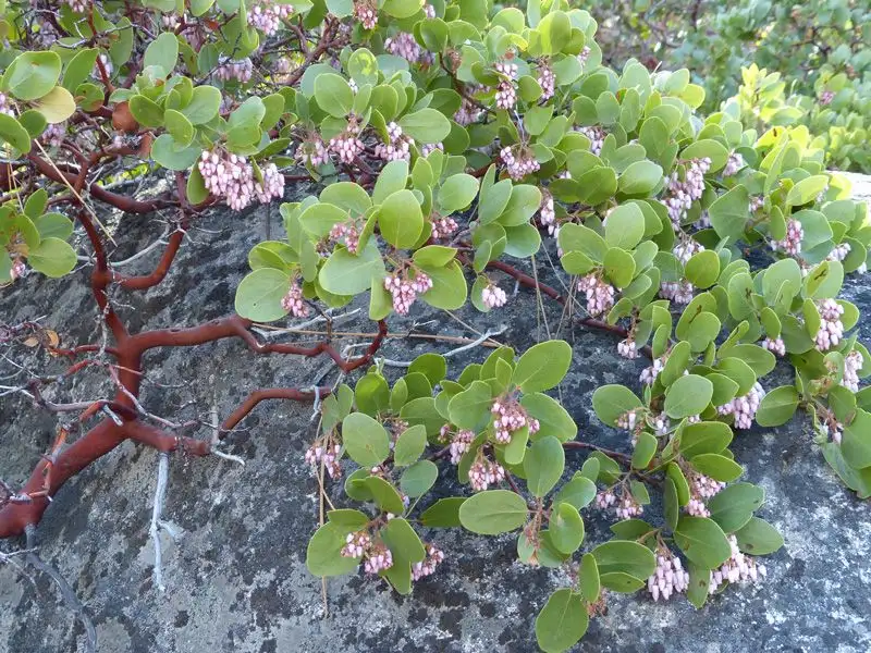 Manzanita