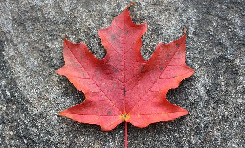 Maple Leaf