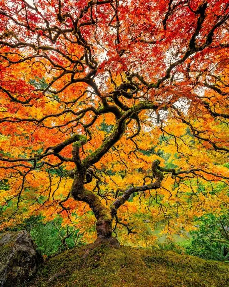 Maple Tree