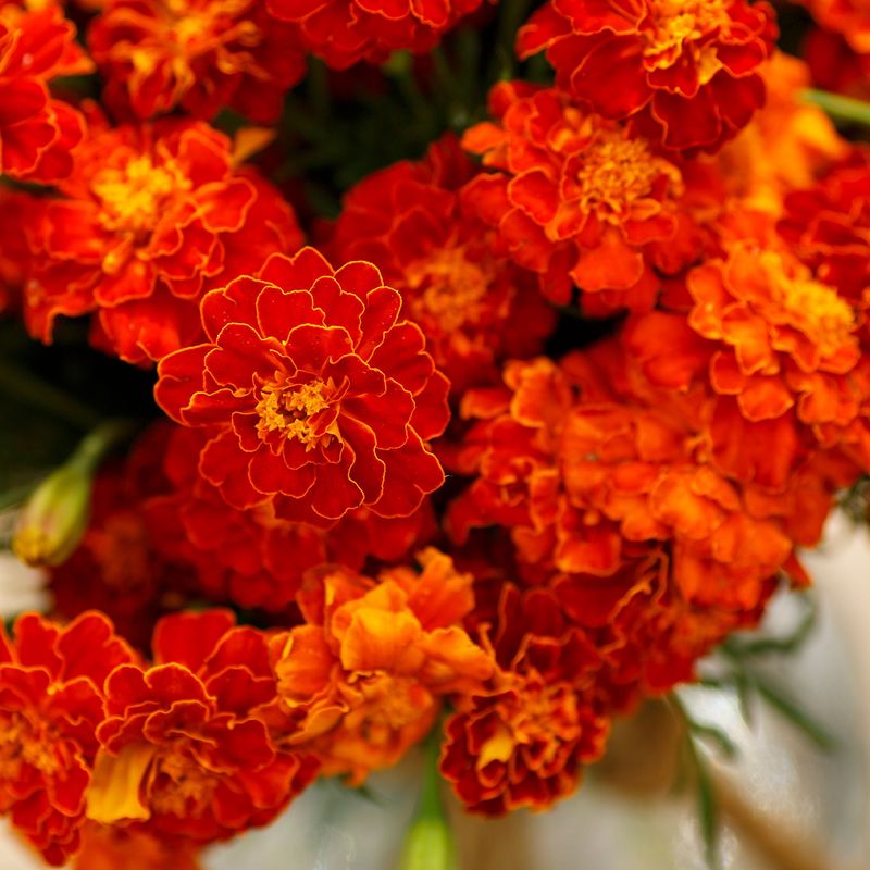 Marigold