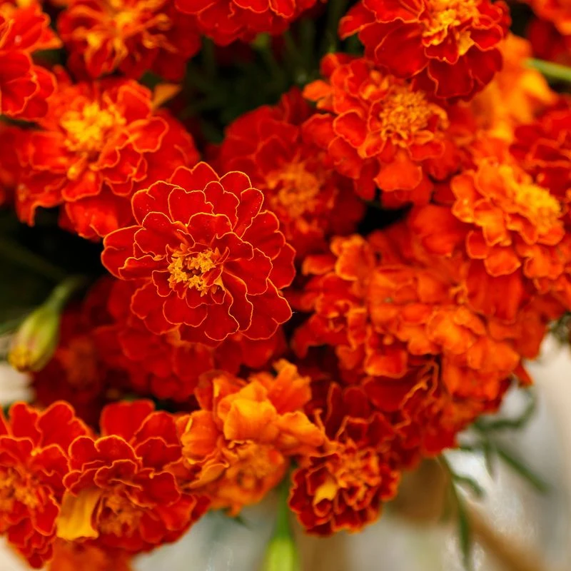 Marigold