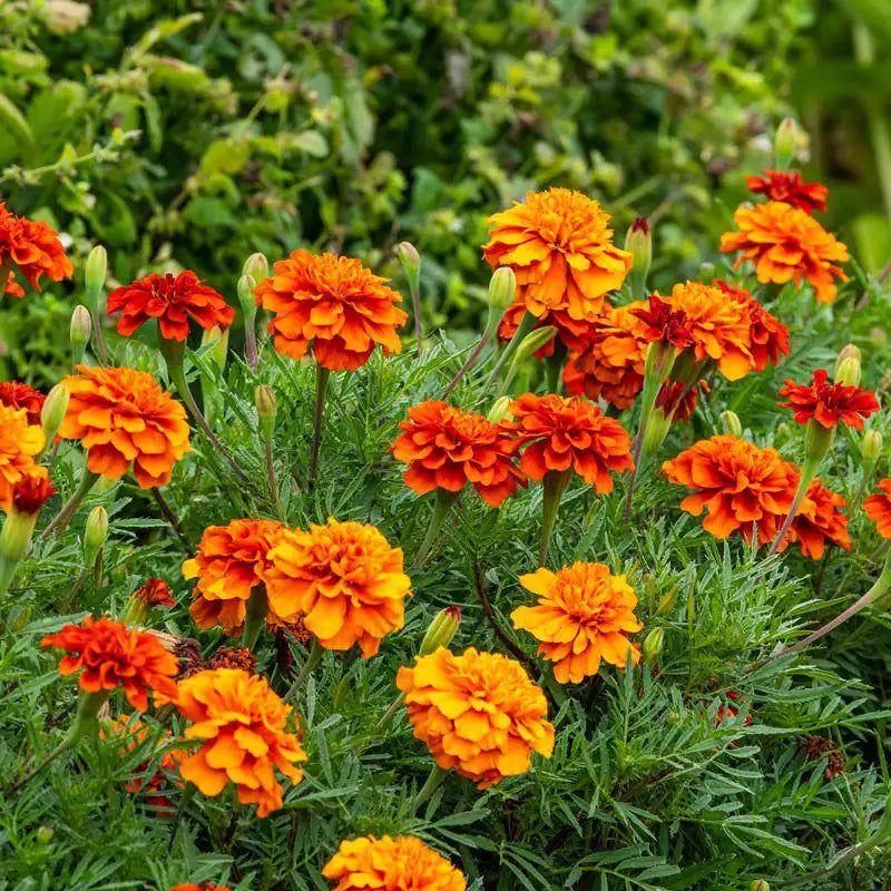 Marigold
