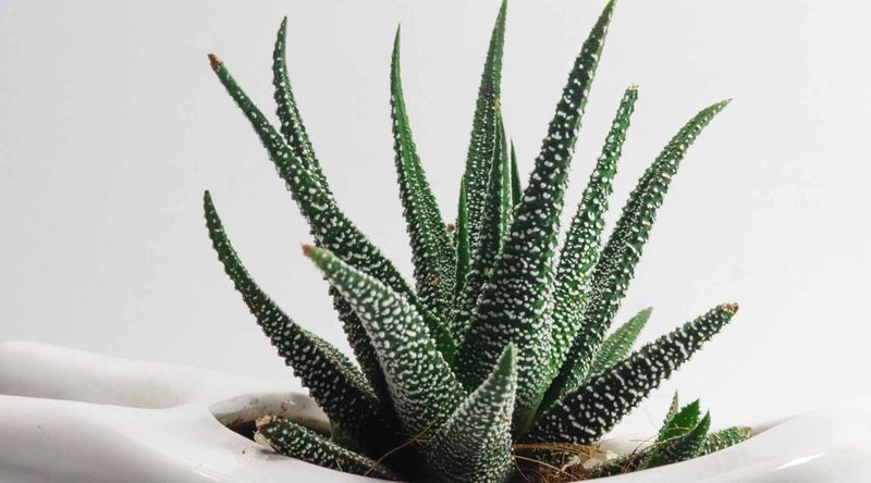 Aloe Vera