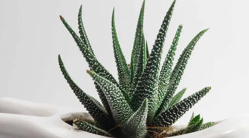 Aloe Vera