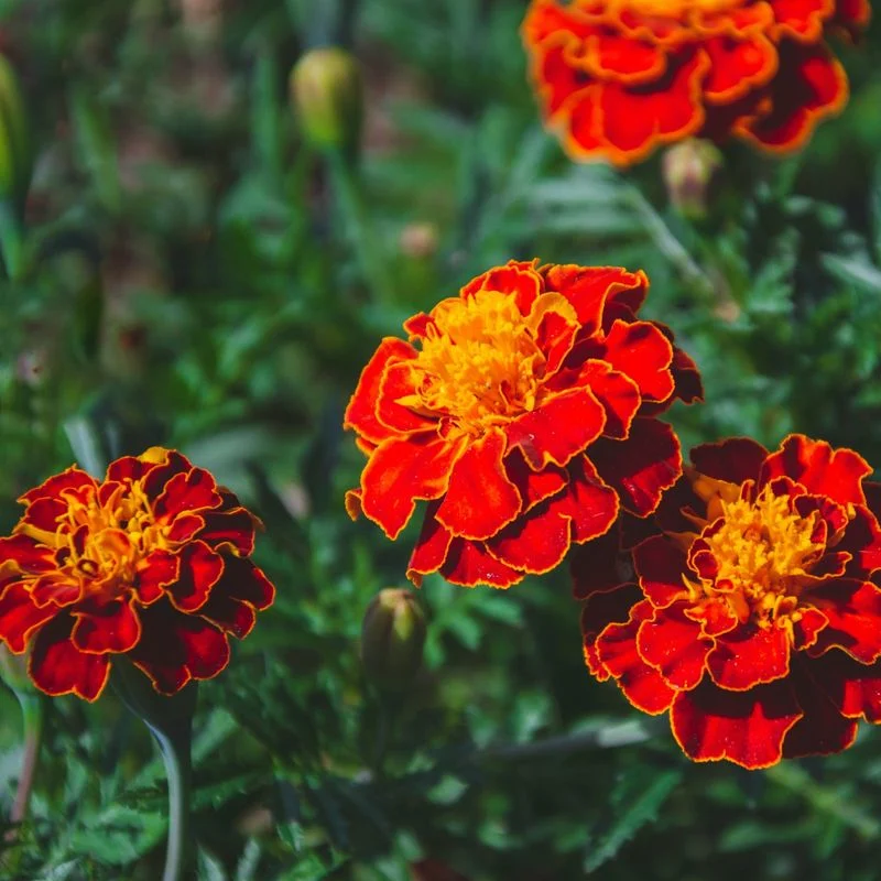 Marigold