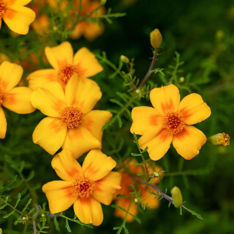 Marigold