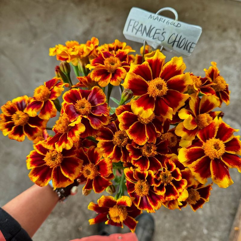 Marigolds