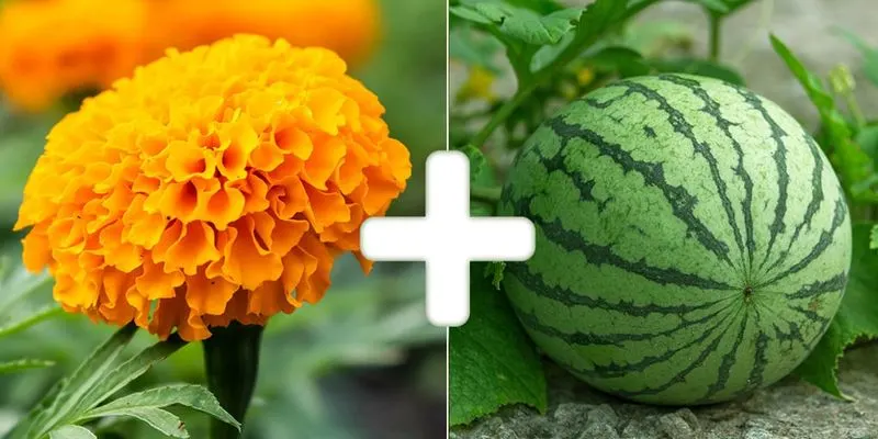 Marigolds and Melons