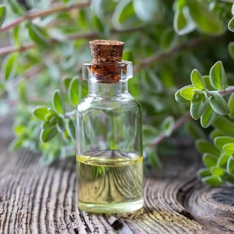 Marjoram