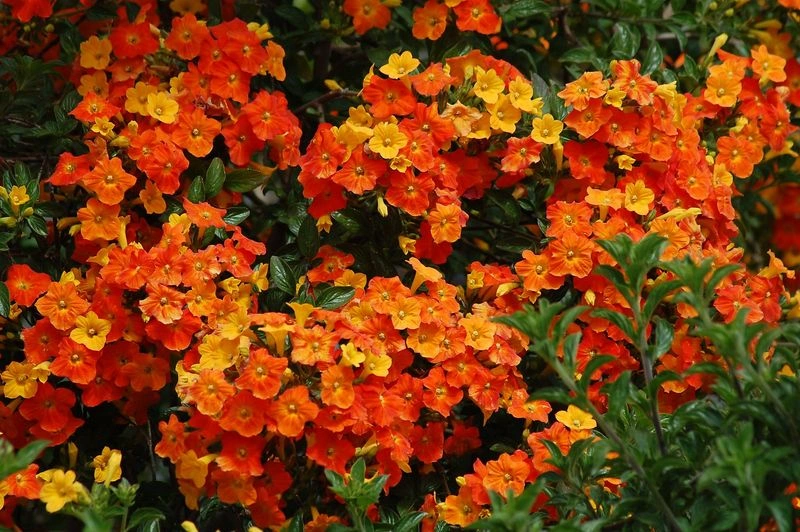 Marmalade Bush