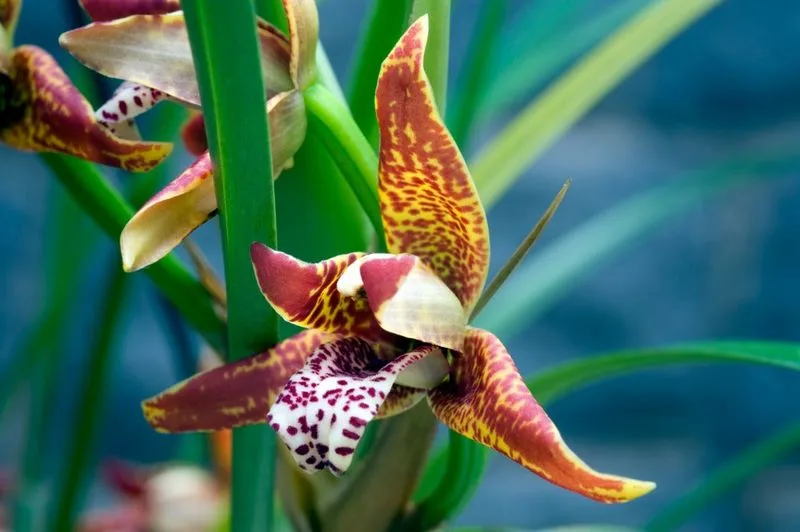 Maxillaria Orchid