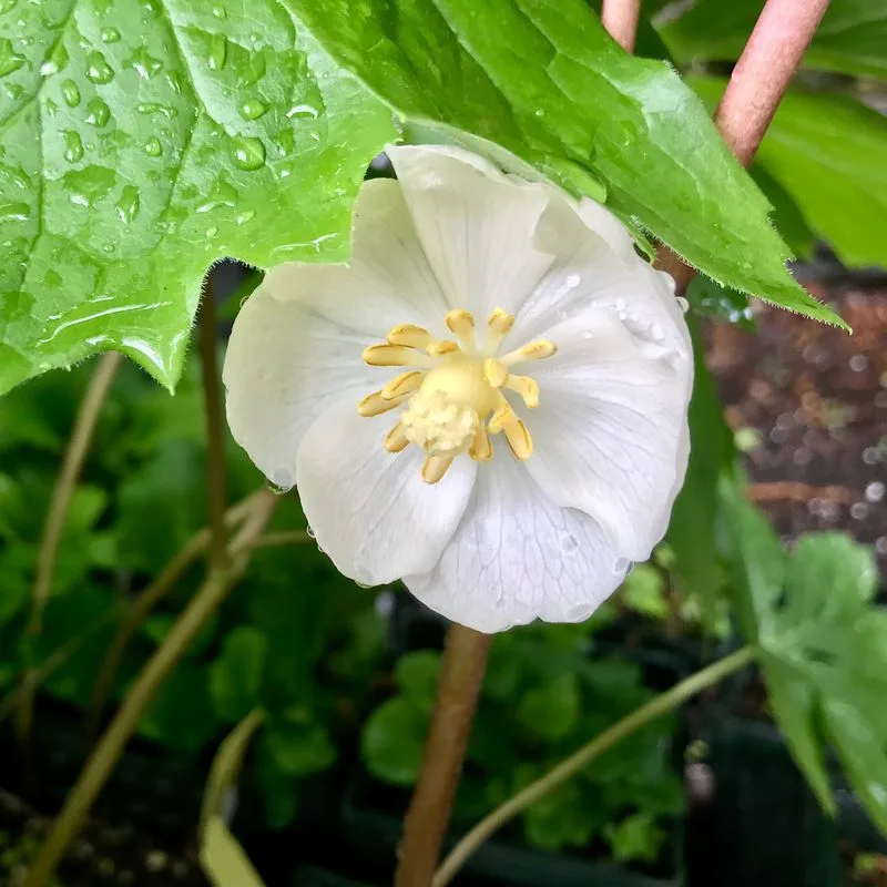 Mayapple