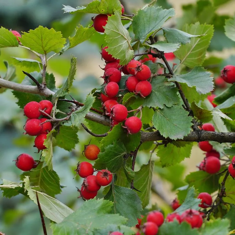 Mayhaw (Crataegus aestivalis)