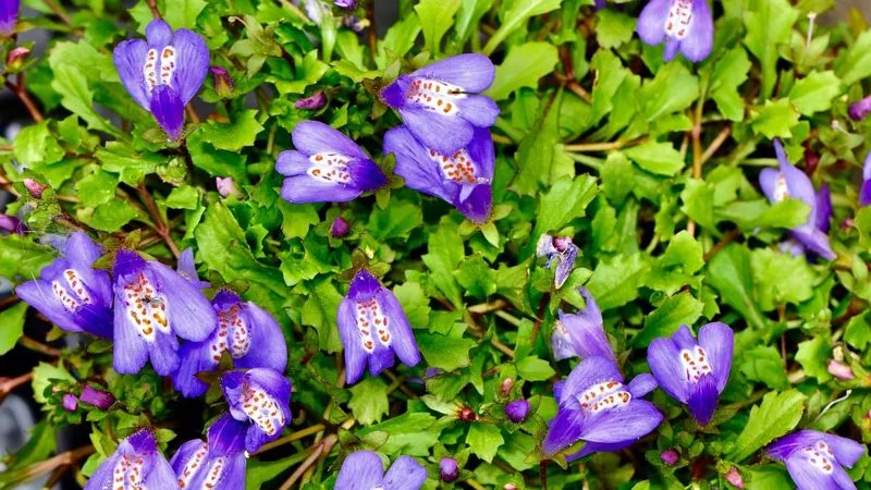 Mazus Reptans