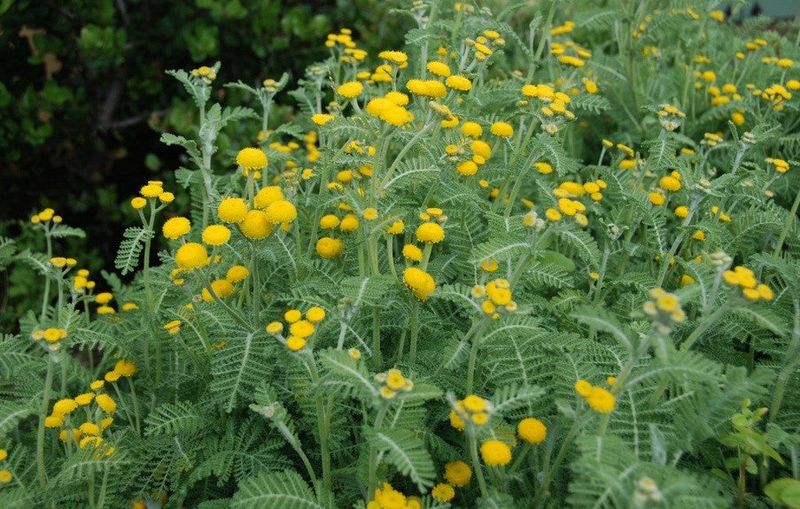 Dune Tansy