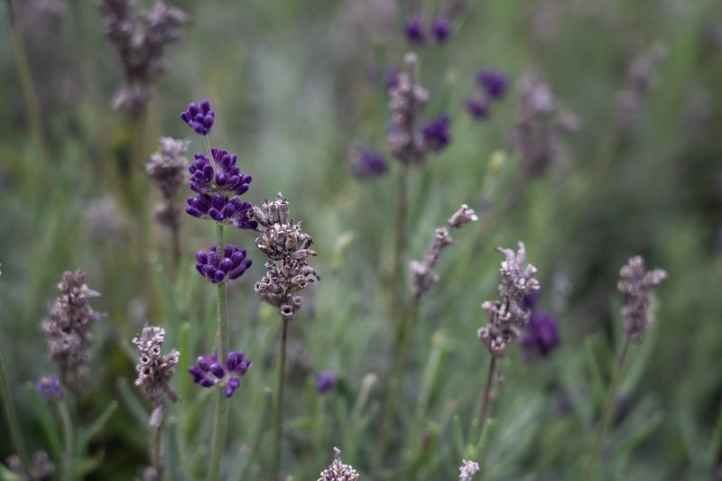 Medicinal Properties