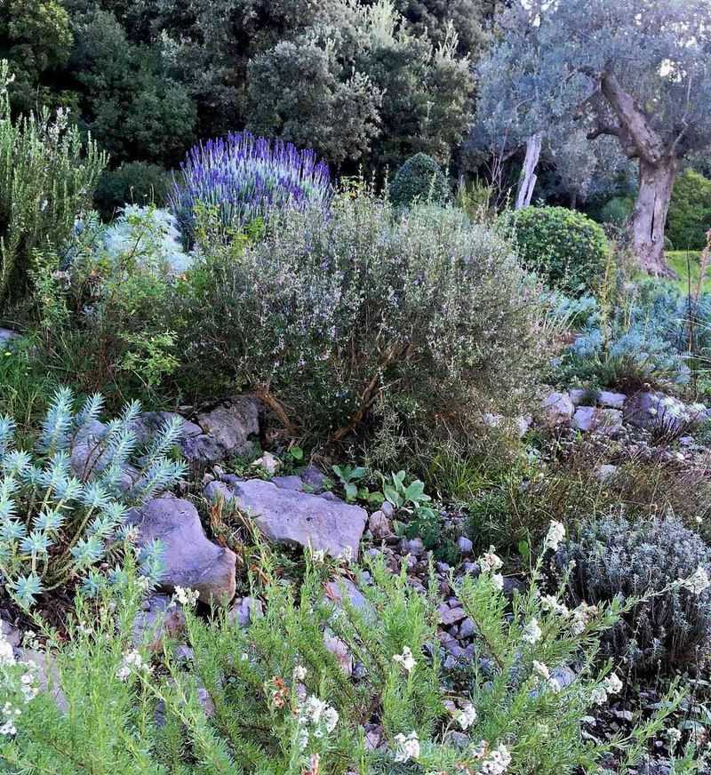 Mediterranean Rock Garden