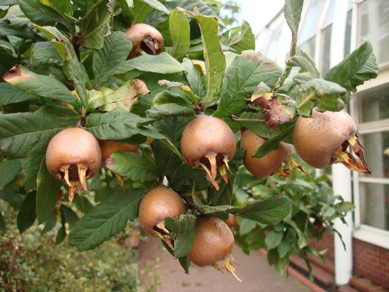 Medlar (Mespilus germanica)