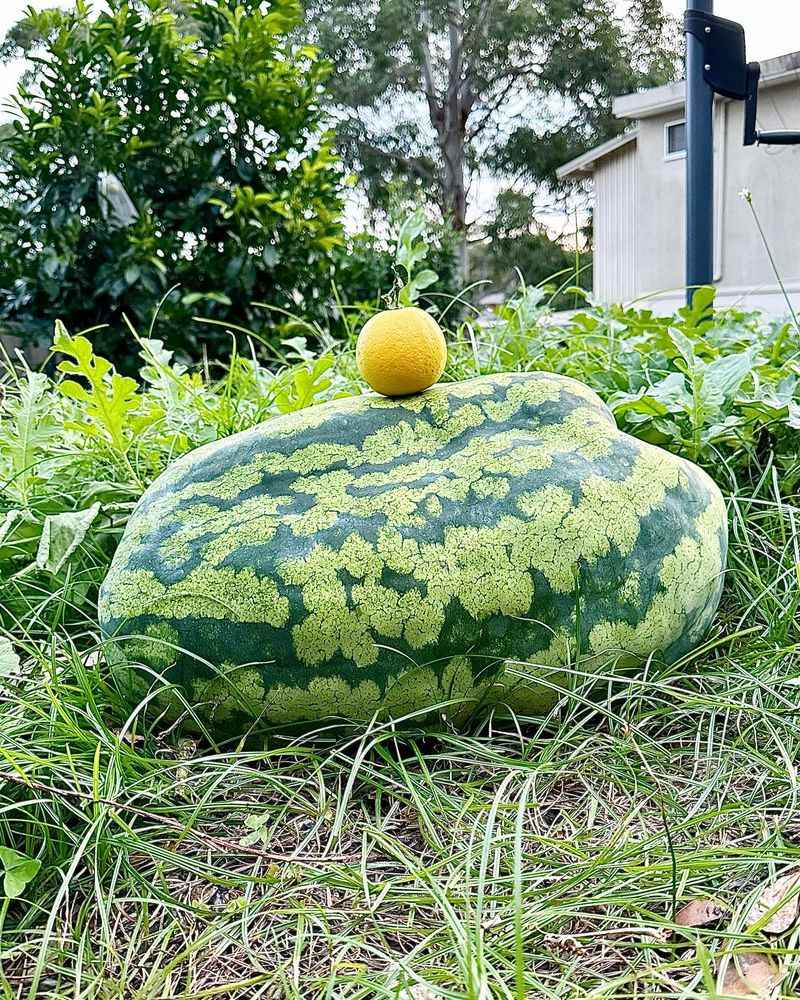 Melons