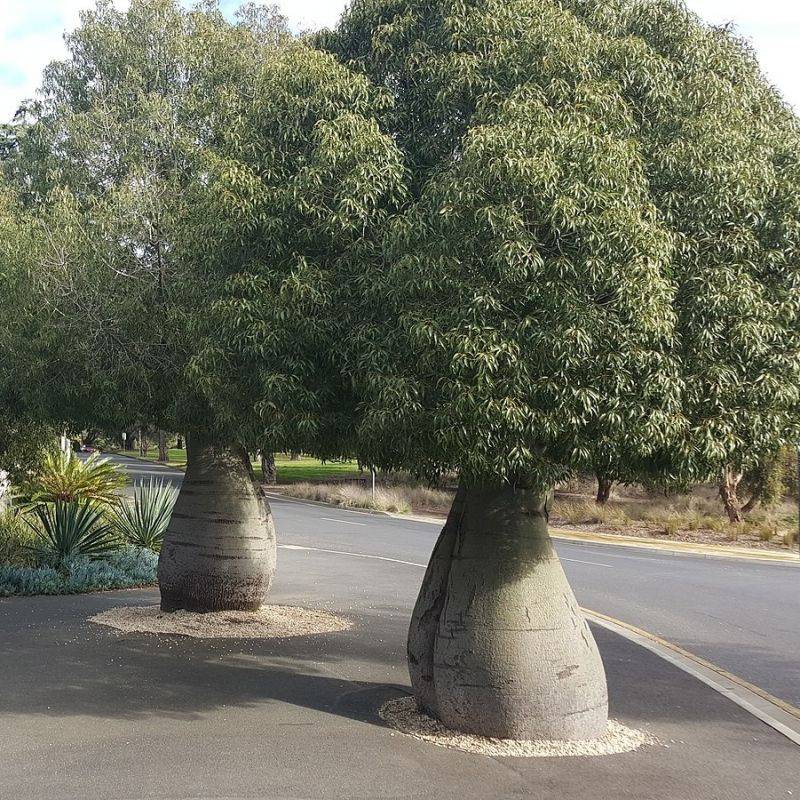 Bottle Tree