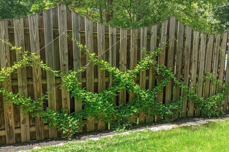 Temporary String System