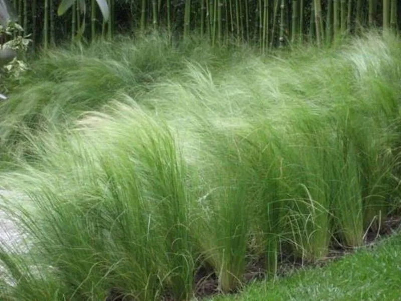 Mexican Feather Grass