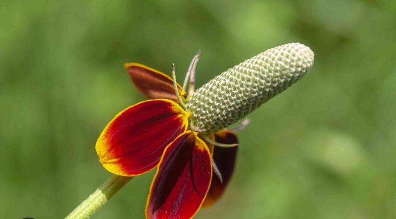 Mexican Hat