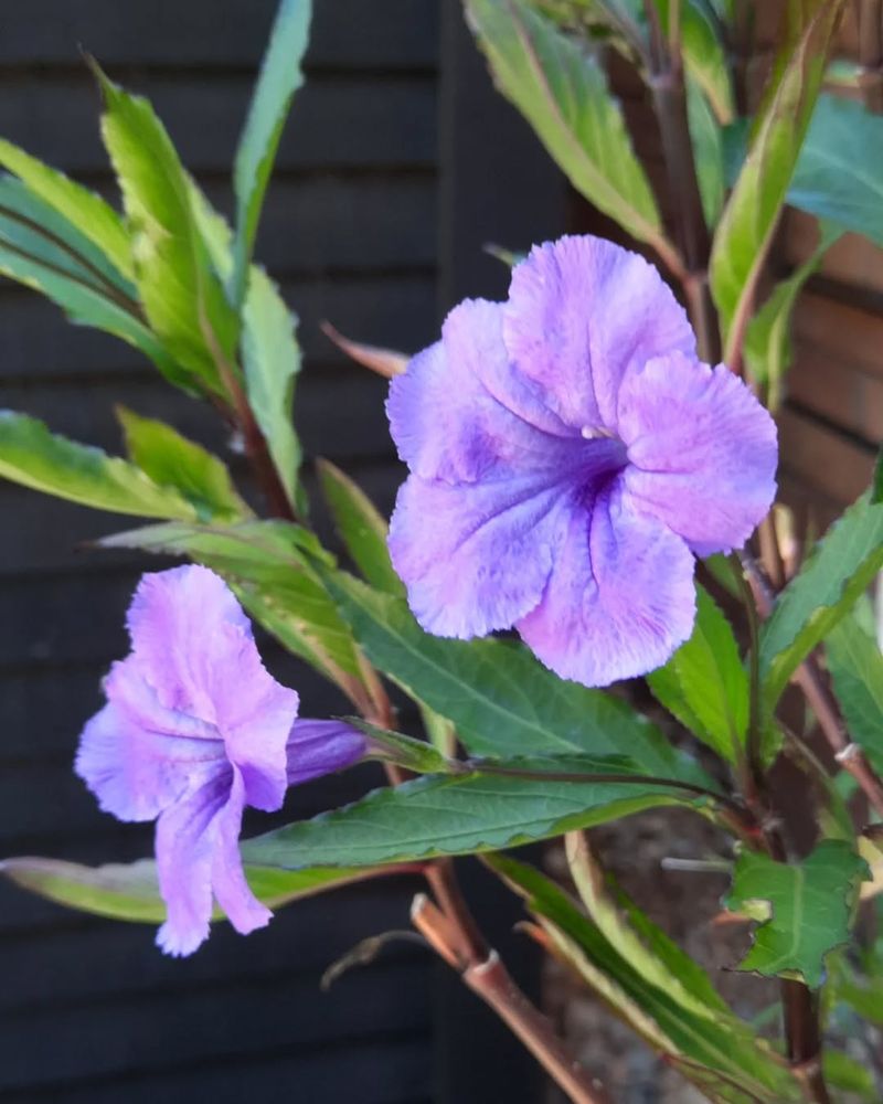 Mexican Petunia