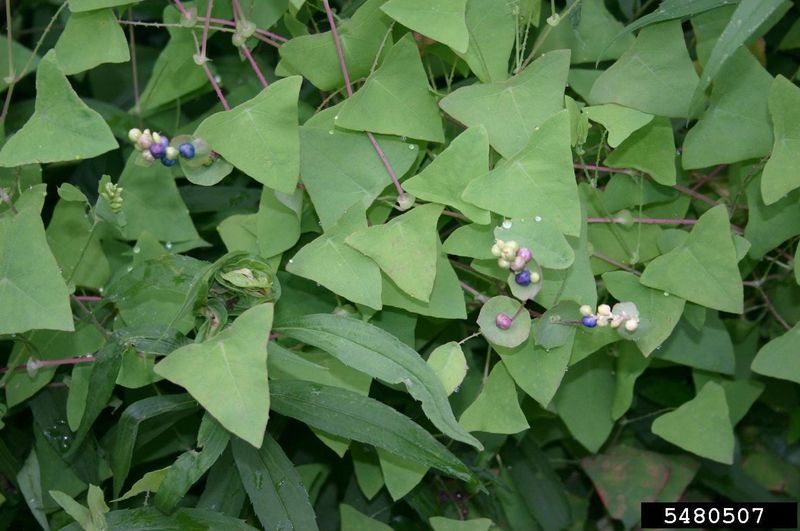 Mile-a-Minute Vine