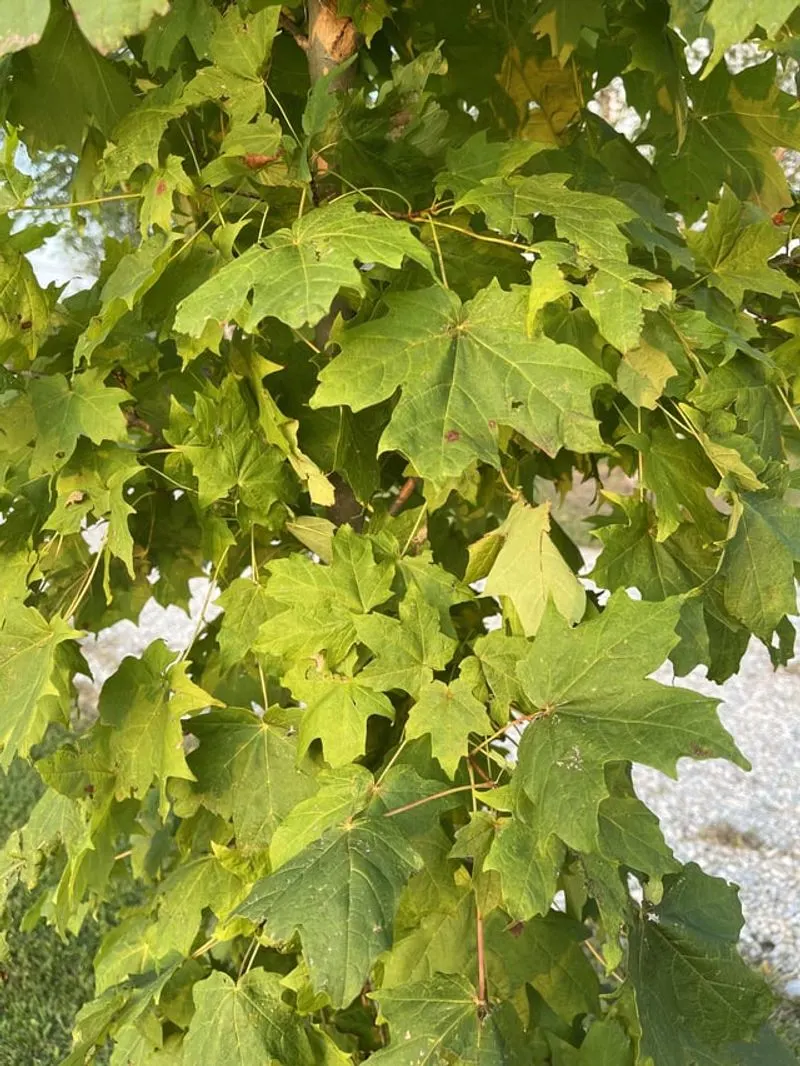 Norway Maple