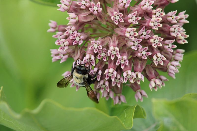 Milkweed